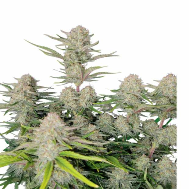 Apricot Auto | Autoflowering Hanfsamen von Fast Buds | 1 Hanfsamen