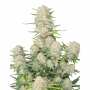 Apricot Auto | Autoflowering Hanfsamen von Fast Buds | 3 Hanfsamen