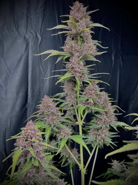 Banana Purple Punch Auto | Autoflowering Hanfsamen von Fast Buds | 1 Hanfsamen