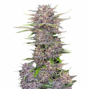 Banana Purple Punch Auto | Autoflowering Hanfsamen von...