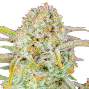 Bruce Banner Auto | Autoflowering Hanfsamen von Fast Buds...