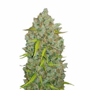 Bubblegum Auto | Autoflowering Hanfsamen von Fast Buds |...