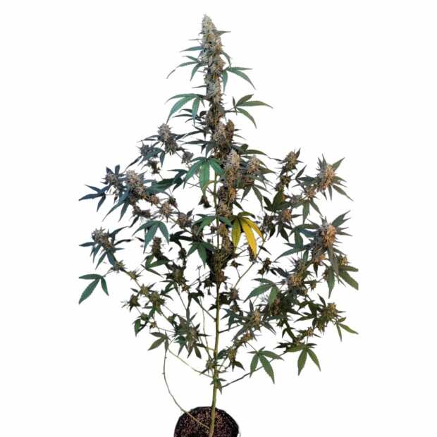 Bubblegum Auto | Autoflowering Hanfsamen von Fast Buds | 10 Hanfsamen