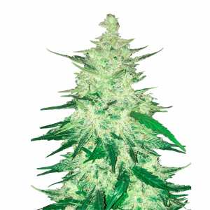 CBD 1:1 Auto | Autoflowering Hanfsamen von Fast Buds | 3...