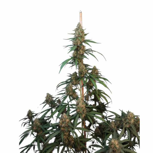 Cheese Auto | Autoflowering Hanfsamen von Fast Buds | 3 Hanfsamen