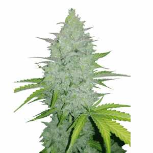 Cheese Auto | Autoflowering Hanfsamen von Fast Buds | 3...