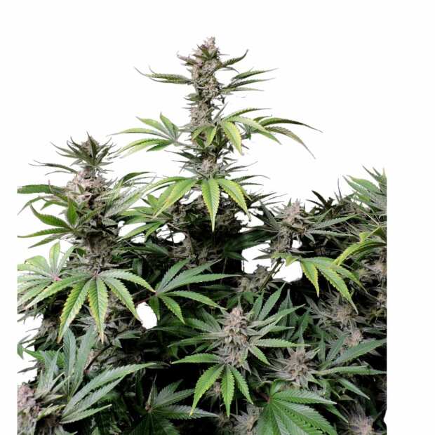 Cherry Cola Auto | Autoflowering Hanfsamen von Fast Buds | 10 Hanfsamen