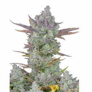 Gorilla Cookies Auto | Autoflowering Hanfsamen von Fast...