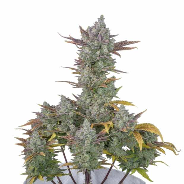 Gorilla Cookies Auto | Autoflowering Hanfsamen von Fast Buds | 10 Hanfsamen