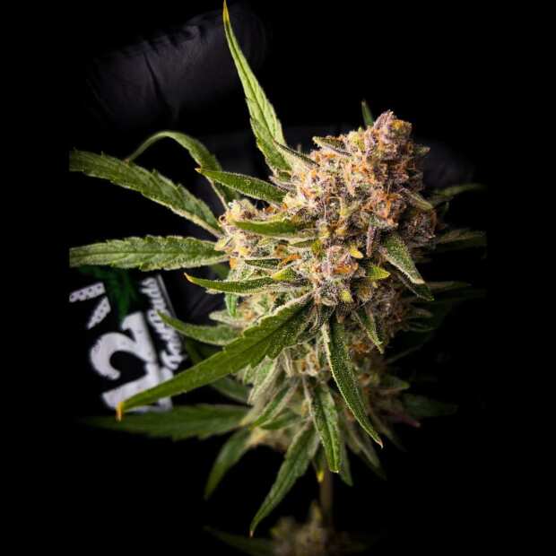 Guava Auto | Autoflowering Hanfsamen von Fast Buds | 10 Hanfsamen