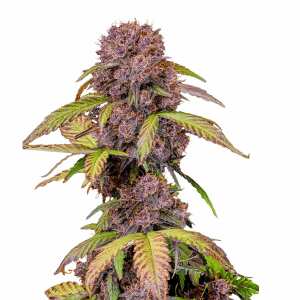 Lemon Cherry Cookies Auto | Autoflowering Hanfsamen von...