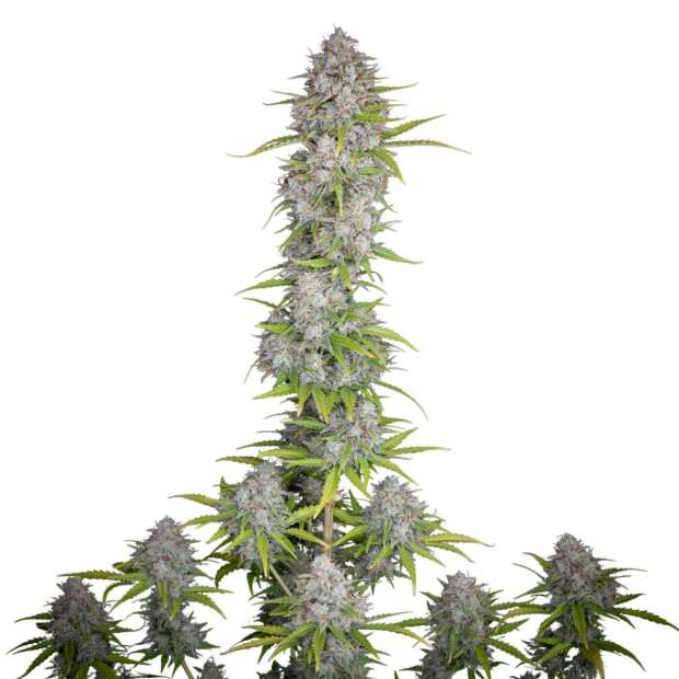 Orange Sherbet Auto | Autoflowering Hanfsamen von Fast Buds | 1 Hanfsamen