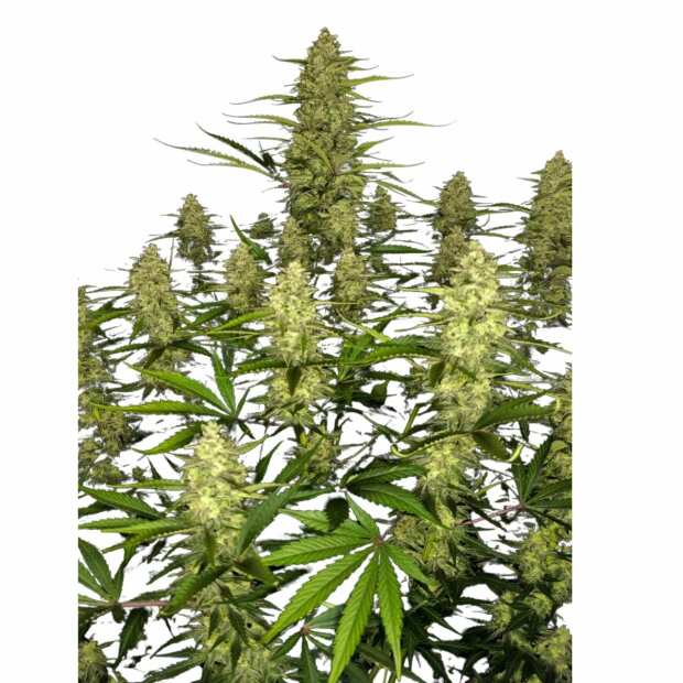 Papaya Cookies Auto | Autoflowering Hanfsamen von Fast Buds | 3 Hanfsamen