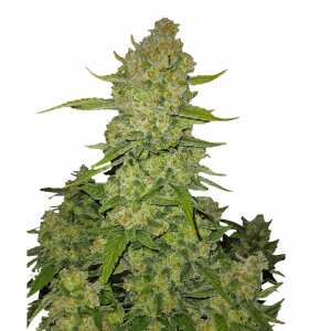 Papaya Cookies Auto | Autoflowering Hanfsamen von Fast...