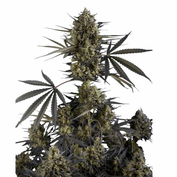 Pound Cake Auto | Autoflowering Hanfsamen von Fast Buds | 10 Hanfsamen