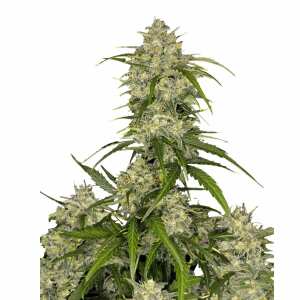 Sour Jealousy Auto | Autoflowering Hanfsamen von Fast...