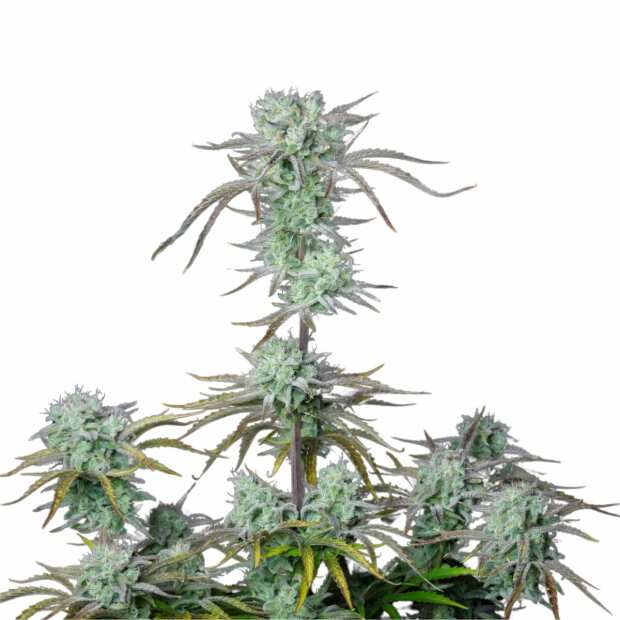 Strawberry Banana Auto | Autoflowering Hanfsamen von Fast Buds | 3 Hanfsamen