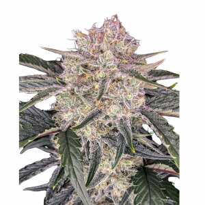 Strawberry Gorilla Auto | Autoflowering Hanfsamen von...