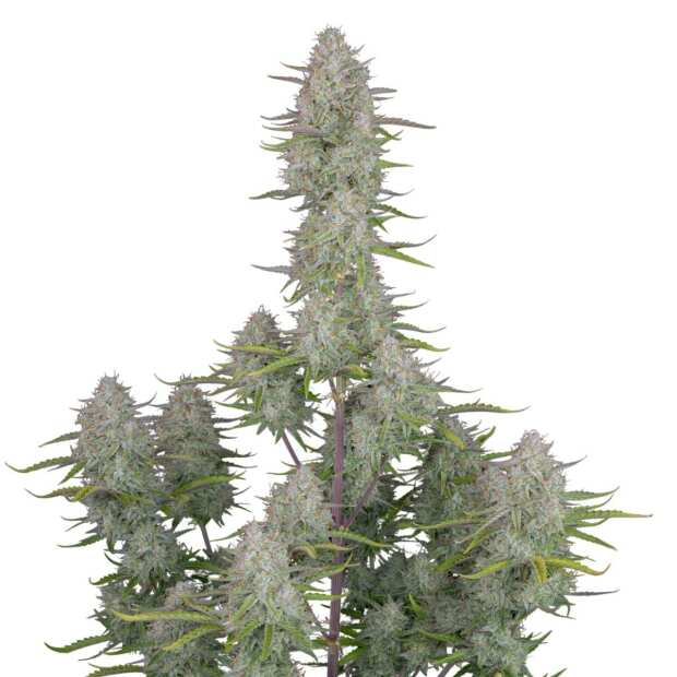Wedding Cheesecake Auto | Autoflowering Hanfsamen von Fast Buds | 1 Hanfsamen