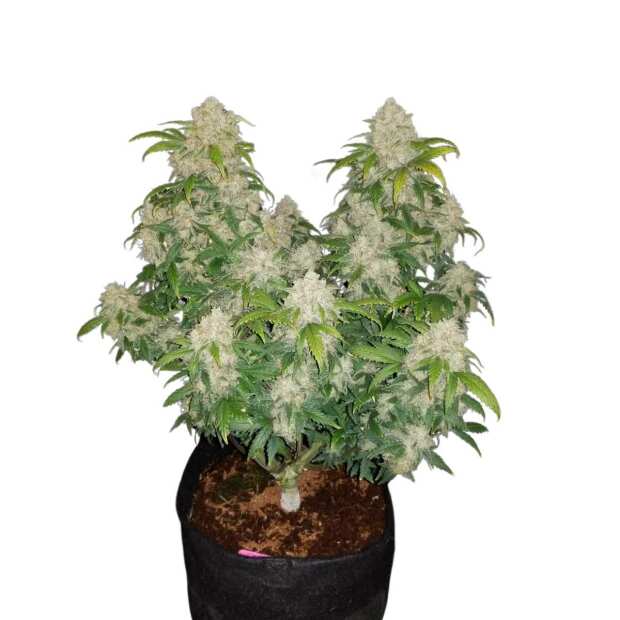 Z Auto | Autoflowering Hanfsamen von Fast Buds | 3 Hanfsamen