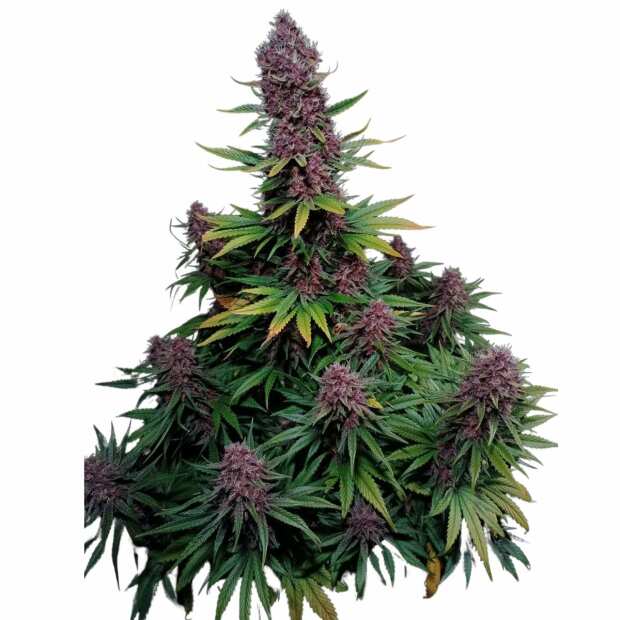 Ztrawberriez Auto | Autoflowering Hanfsamen von Fast Buds | 3 Hanfsamen