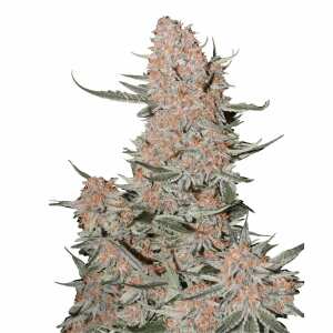 Ztrawberriez Auto | Autoflowering Hanfsamen von Fast Buds...
