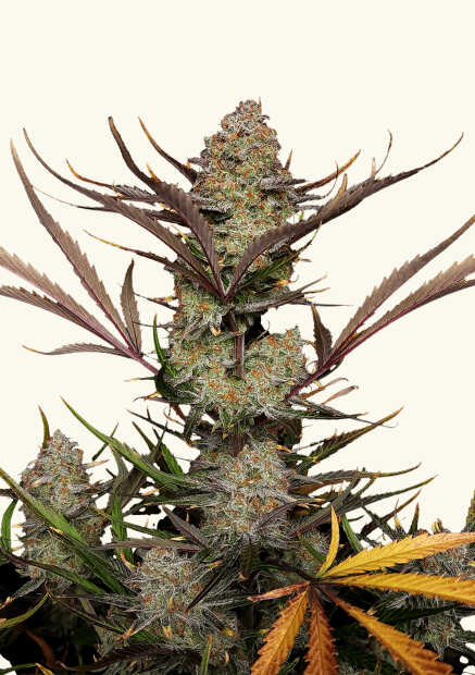 Apple Strudel Auto | Autoflowering Hanfsamen von Fast Buds