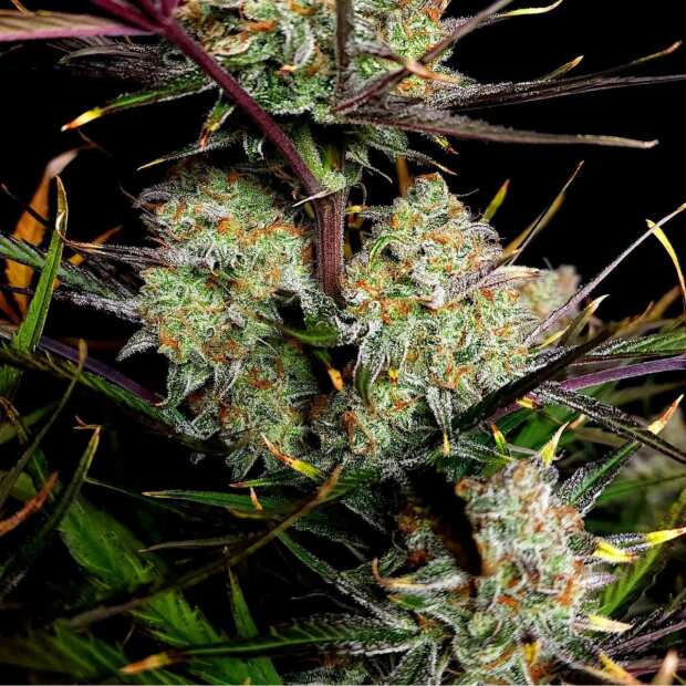 Fast Buds | Apple Strudel Auto