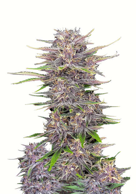 Banana Purple Punch Auto | Autoflowering Hanfsamen von Fast Buds