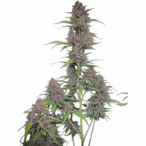 Fast Buds | Banana Purple Punch Auto