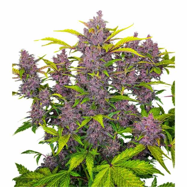 Fast Buds | Blackberry Auto