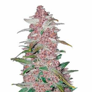 Fast Buds | Blackberry Auto