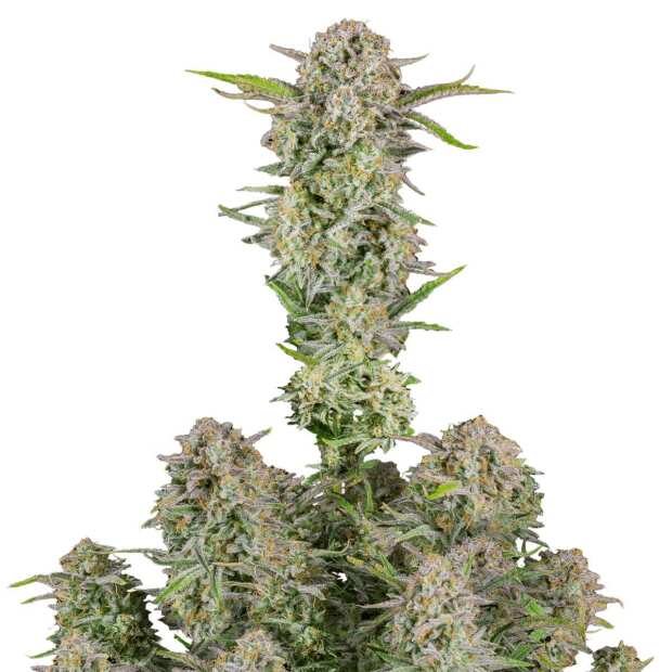 Fast Buds | Bruce Banner Auto
