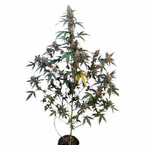 Fast Buds | Bubblegum Auto