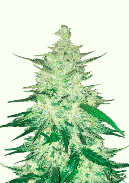 CBD 1:1 Auto | Autoflowering Hanfsamen von Fast Buds