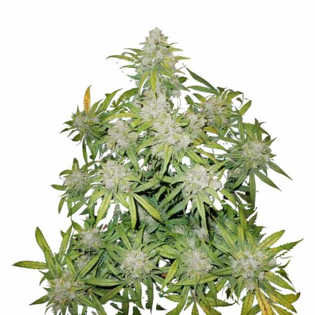 Fast Buds | CBD 20:1 Auto