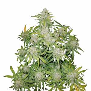 Fast Buds | CBD 20:1 Auto