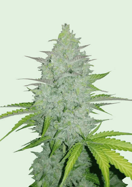 Cheese Auto | Autoflowering Hanfsamen von Fast Buds