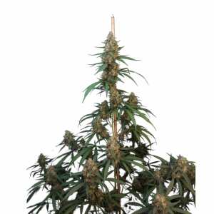 Fast Buds | Cheese Auto