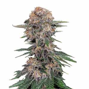 Fast Buds | Cherry Cola Auto