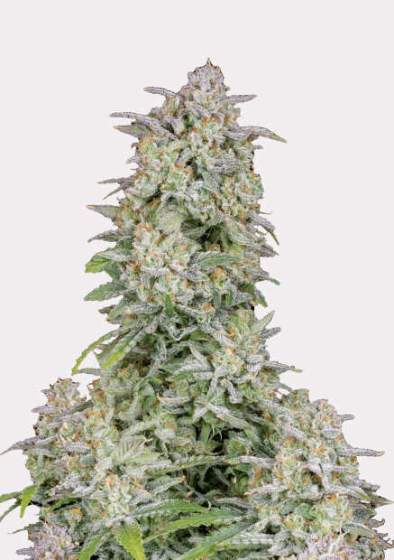 Forbidden Runtz Auto | Autoflowering Hanfsamen von Fast Buds