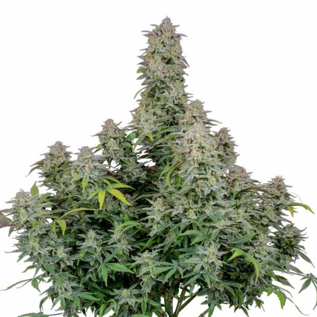 Fast Buds | Forbidden Runtz Auto