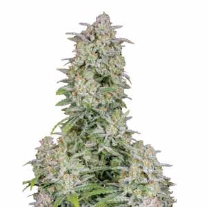 Fast Buds | Forbidden Runtz Auto