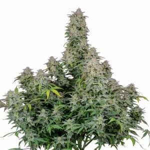 Fast Buds | Forbidden Runtz Auto