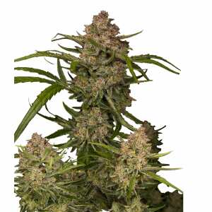 Fast Buds | Guava Auto