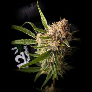 Fast Buds | Guava Auto