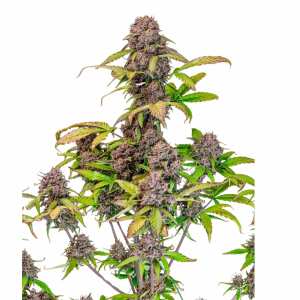 Fast Buds | Lemon Cherry Cookies Auto