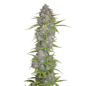 Fast Buds | Orange Sherbet Auto