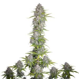 Fast Buds | Orange Sherbet Auto