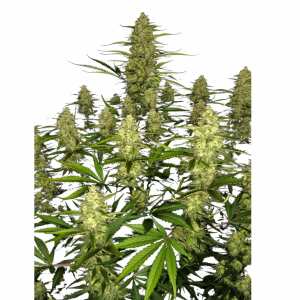 Fast Buds | Papaya Cookies Auto